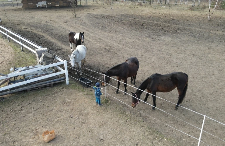 Zdjęcie koni wykonane z drona
